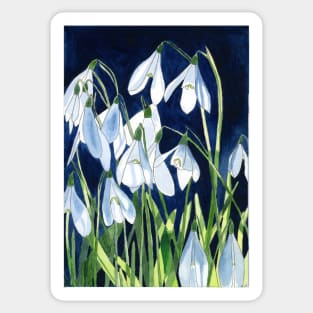 Watercolour painting of snowdrops with a dark background Sticker